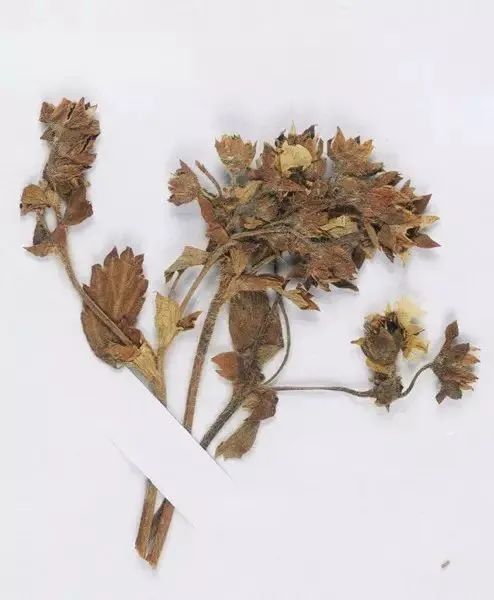 长征路上的“黄花草”1.17.jpg